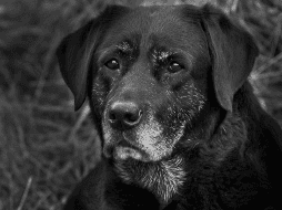 Con cuidado y atención adecuados, puedes ayudar a tu mascota a mantener una buena calidad de vida a pesar de los desafíos que puedan surgir con la edad. CANVA