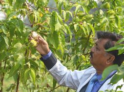 El algodón es el material más recomendado por los ginecólogos para elegir la ropa interior. AFP / ARCHIVO