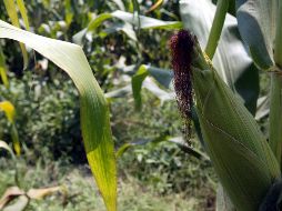 Si hay algo de lo que los mexicanos se enorgullecen es de la comida. EL INFORMADOR / ARCHIVO