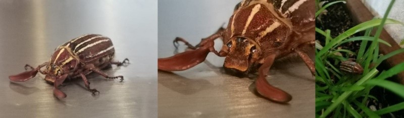 EL INFORMADOR / E. Elizondo&nbsp;