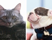El sueño de los perros y gatos es un tema fascinante que continúa siendo objeto de estudio por parte de científicos de todo el mundo. NTX / ARCHIVO