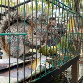 Policía de Guadalajara rescata 68 animales en El Baratillo