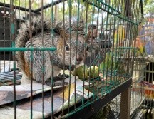 Los animales rescatados fueron trasladados para su atención y cuidado a la Unidad de Manejo Ambiental Villa Fantasía.CORTESÍA