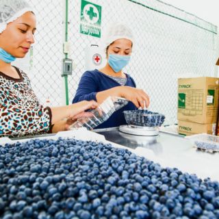 Sube superávit de la industria agroalimentaria