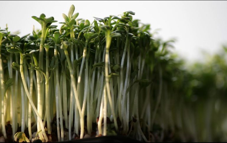 Este vegetal destaca por sobre 47 vegetales, debido a sus múltiples beneficios a la salud.ESPECIAL/Foto de Sandra Franck en Pixabay