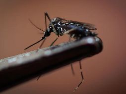 Al corte de la semana epidemiológica 27, Jalisco reportó un total de 833 casos confirmados de dengue, en comparación, en la misma semana del año pasado eran apenas 13 casos. EFE / ARCHIVO