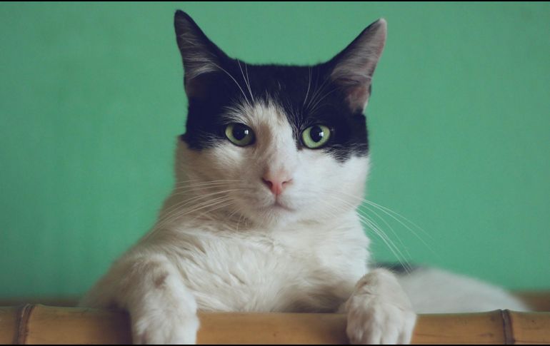 En la mayoría de los casos, la peritonitis sólo provoca diarrea leve autolimitante, pero pueden darse casos más severos. EL INFORMADOR/ ARCHIVO