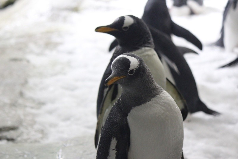 FACEBOOK / ZOOLÓGICO GUADALAJARA&nbsp;