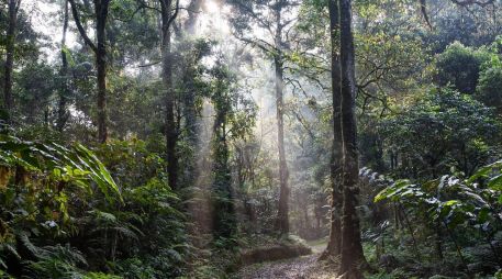 El cuidado de esta área creará una mejor calidad de vida para los habitantes de Quintana Roo. ESPECIAL / Imagen de Kanenori en Pixabay
