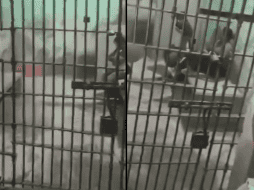 También se ha dado a conocer que otros miembros del cabildo municipal fueron encarcelados. ESPECIAL.