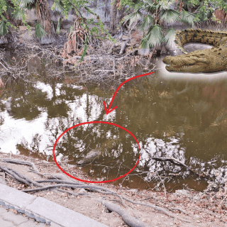 Si vas de vacaciones a Vallarta, cuidado con las "playas cocodrilo"