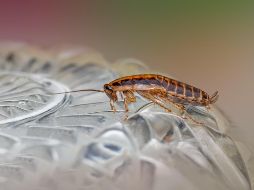Existen diversos métodos naturales y químicos que puedes utilizar para crear una barrera eficaz contra las cucarachas. UNSPLASH / E. KARITS