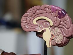 Según los investigadores, los resultados son trasladables a humanos que realicen un cambio en su estilo de vida. UNSPLASH / R. Weermeijer