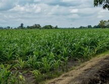 Esta región destaca por el cultivo de maíz y su cadena productiva durante estos meses del año. ESPECIAL/ Gobierno de Jalisco