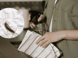 Estas son algunas acciones que te ayudarán a combatir una plaga de este tipo. ESPECIAL / PEXELS cottonbro studio