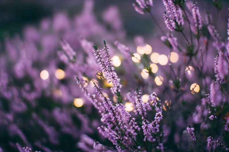 Lavanda, además de ahuyentar las moscas adornará tu espacio. Unsplash&nbsp;