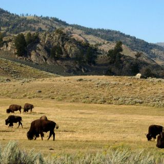 Qué pasó en Yellowstone y qué tan grave es