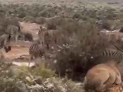 Caída de nieve en Sudáfrica sorprende al mundo | VIDEO