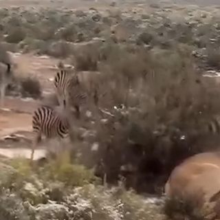 Caída de nieve en Sudáfrica sorprende al mundo | VIDEO