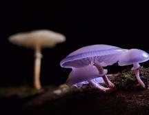 Se calcula que los homínidos iniciaron a consumir hongos hace 5 o 6 millones de años. ESPECIAL/Foto de Andreas en Pixabay