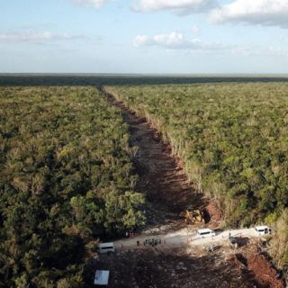 Para tramos del Tren Maya se deforestaron 6 mil hectáreas de selva: ONG