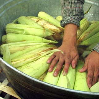 ¡Agéndalo! Estas son las fechas para la Feria del Elote en Tesistán 2024