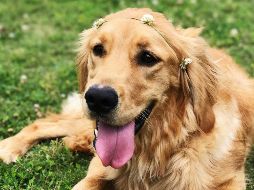 Esta es una de las razas más versátiles que hay. UNSPLASH / Zach Shup