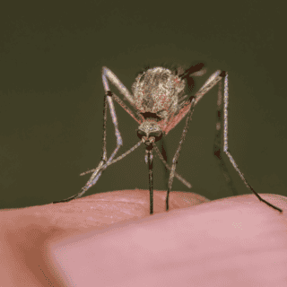 OPS reporta casos activos de fiebre amarilla y 17 defunciones por esta enfermedad