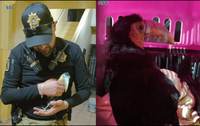 Efectivos de la BVA se trasladaron a la calle Pablo Rivas Martínez y Rodolfo Usigli de la colonia Escuadrón 201. X/@SSC_CDMX