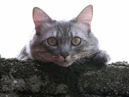 ¡No sólo son adorables! Los gatos en el hogar también traen importantes beneficios para la salud. EL INFORMADOR/ ARCHIVO