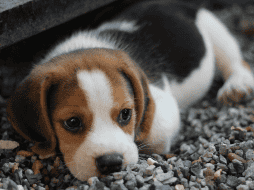 Estos trastornos pueden presentarse de distintas maneras y pueden tener un impacto considerable en su calidad de vida. ESPECIAL