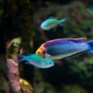 Piscicultura como una economía circular sostenible con ayuda de la tecnología