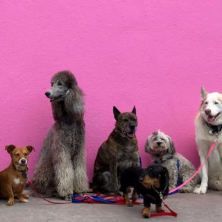 Perú vacunará millones de perros para erradicar la rabia