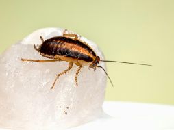 De acuerdo con la Organización Mundial de la Salud (OMS), las cucarachas no deben aplastarse para evitar problemas de salud. UNSPLASH / E. KARITS