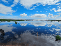El lago de Texcoco es el hábitat de más del 60% de la diversidad de aves del Estado de México.  ESPECIAL / Facebook / @Mizra Docs