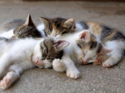 Los gatos son animales crepusculares, lo que significa que son más activos durante el amanecer y el atardecer. Pixabay.