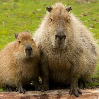 Estas son las razones por las que los capibaras son tan amigables