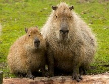 Esta especie es originaria de América del Sur. Pixabay