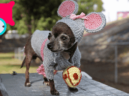 Estos son los contextos que debes tener en mente para entender qué significa un bostezo en un perro. EL INFORMADOR / ARCHIVO