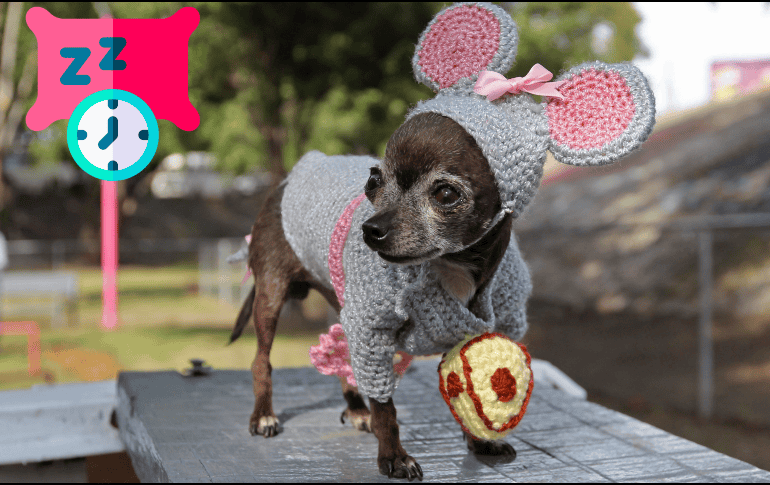 Estos son los contextos que debes tener en mente para entender qué significa un bostezo en un perro. EL INFORMADOR / ARCHIVO