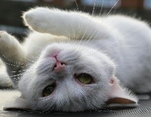 En México no se tiene una cifra exacta sobre la cantidad de gatos callejeros en situación de abandono. Pexels