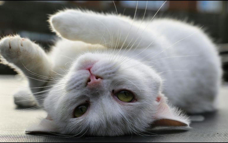 En México no se tiene una cifra exacta sobre la cantidad de gatos callejeros en situación de abandono. Pexels