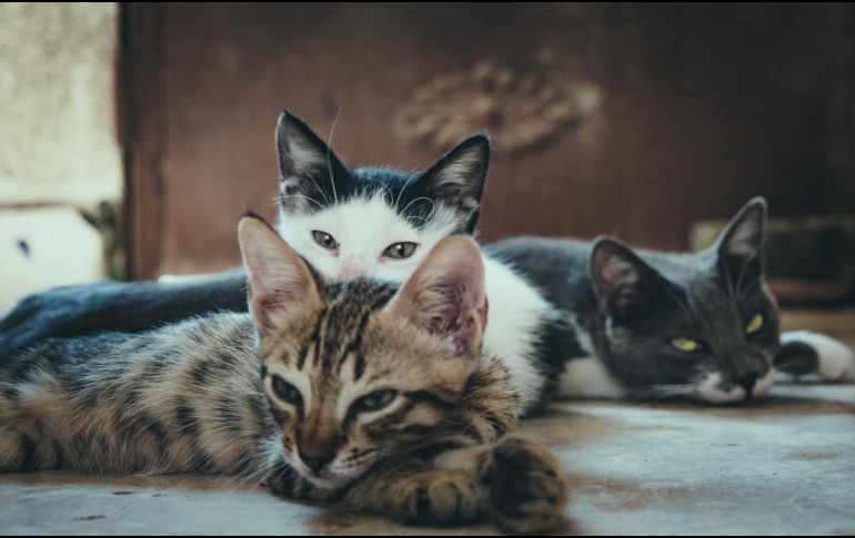 Está comprobado científicamente que tener gatos en casa reduce los niveles de estrés.  ESPECIAL / Pexels / @Mustafa ezz