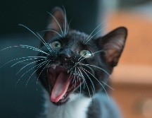 Los gatos son la segunda mascota más popular después de los perros en nuestro país. Pexels