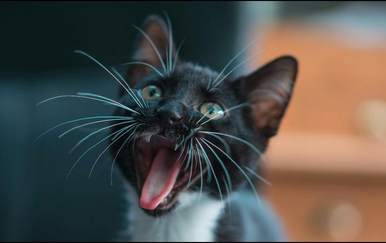 Los gatos son la segunda mascota más popular después de los perros en nuestro país. Pexels