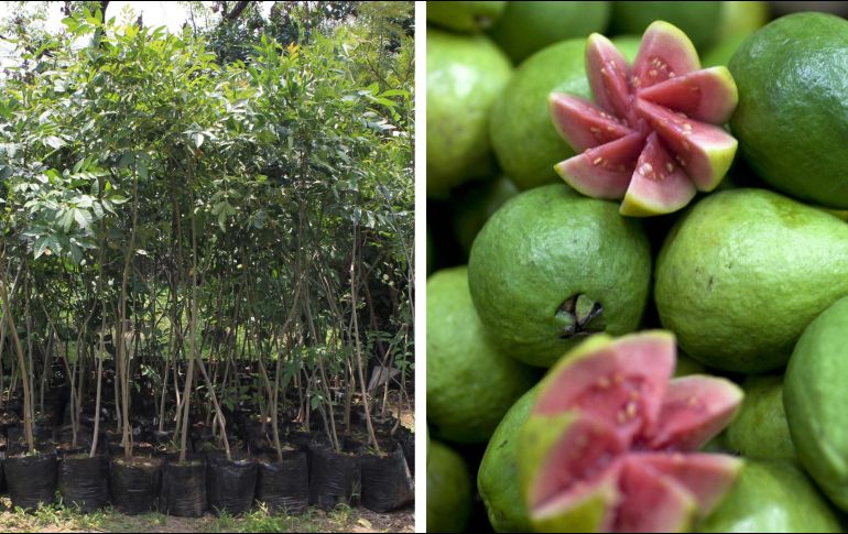 Masticar las hojas puede aliviar el dolor de muelas o reducir las úlceras bucales, lo que las convierte en un remedio natural muy versátil. EL INFORMADOR / ARCHIVO