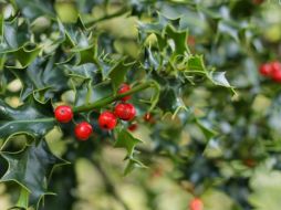 El muérdago, conocido científicamente como 