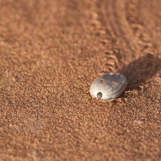 Enfermedades que puedes contraer por la picadura de una garrapata