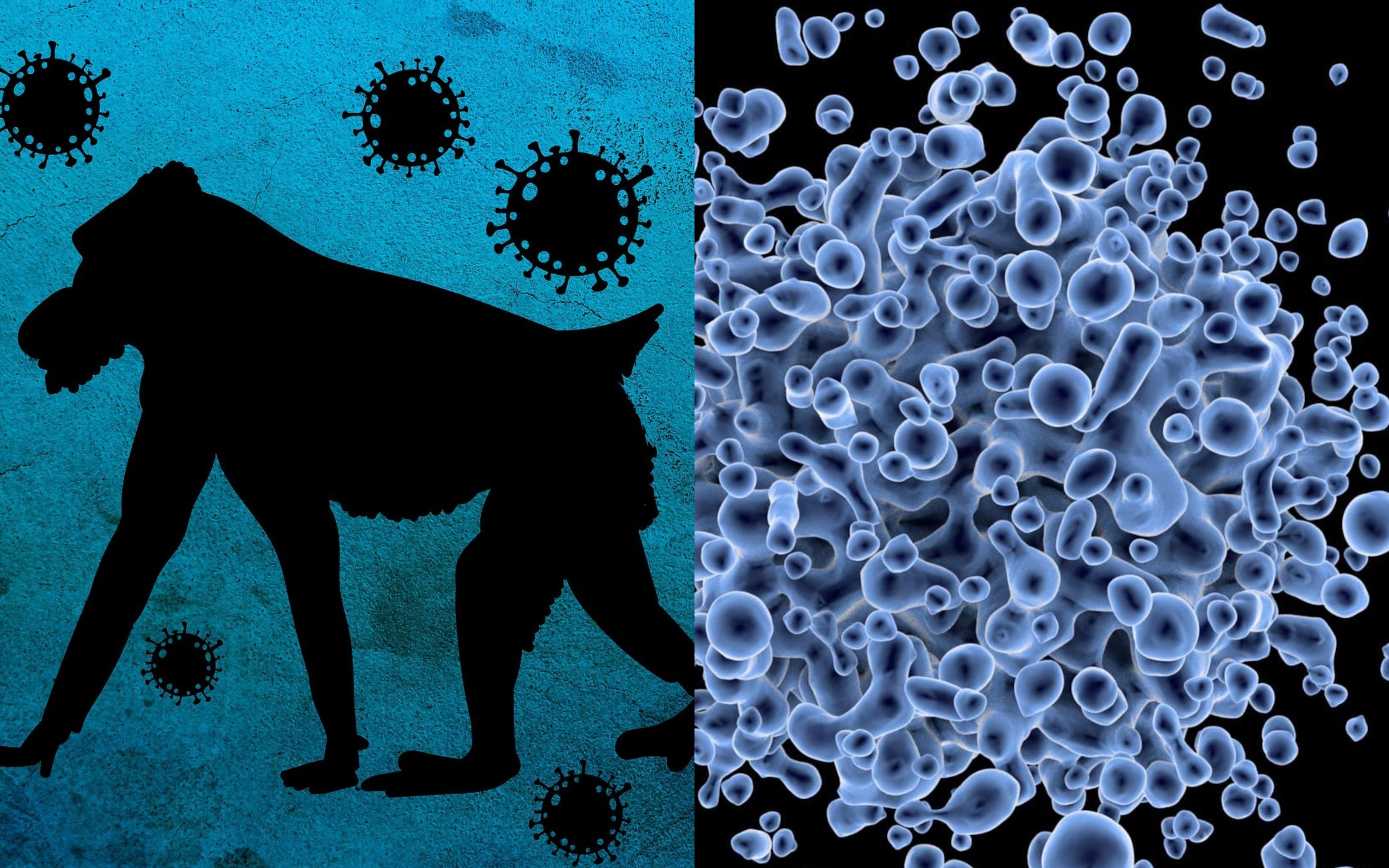 Esta enfermedad no tiene tratamiento. Pixabay /Alexandra_Koch / PublicDomainPictures