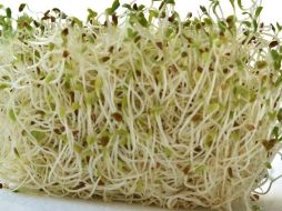 La alfalfa es una planta que puede dar alivio a los que padecen de artritis. ESPECIAL